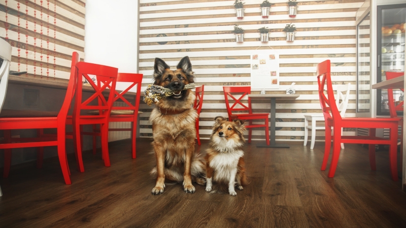Dealing with Pet and High-Traffic Damage on Hardwood Floors